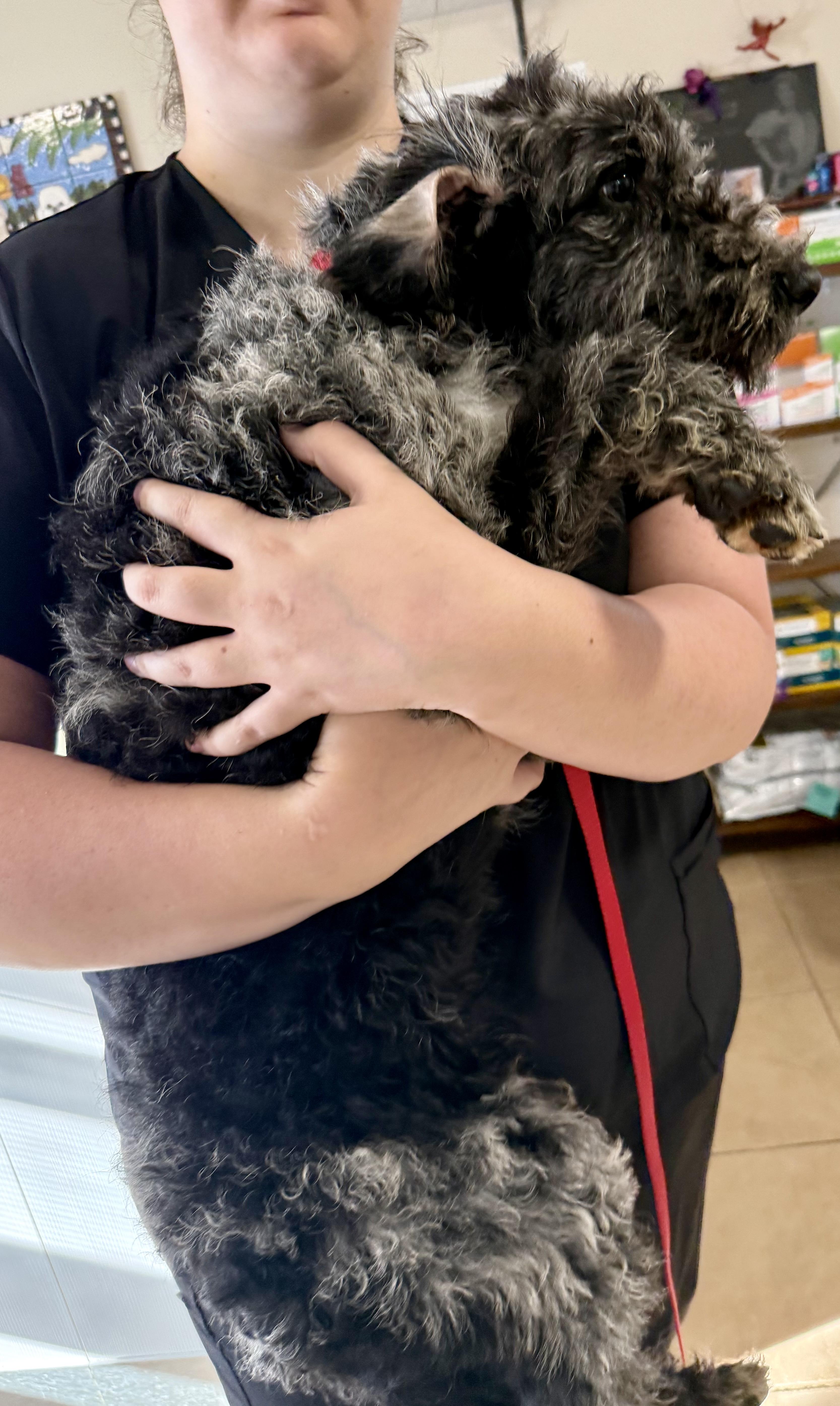 Hypoallergenic Labradoodle Puppy Girl thumbnail 2