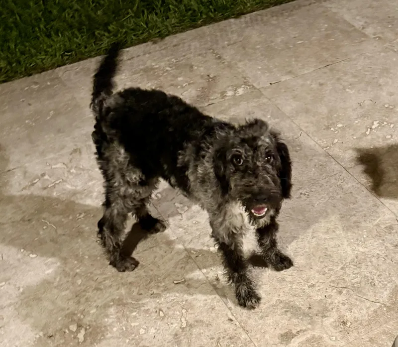Hypoallergenic Labradoodle Puppy Girl thumbnail 3