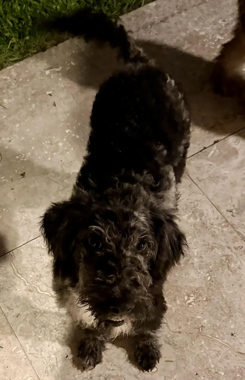 Hypoallergenic Labradoodle Puppy Girl thumbnail 4