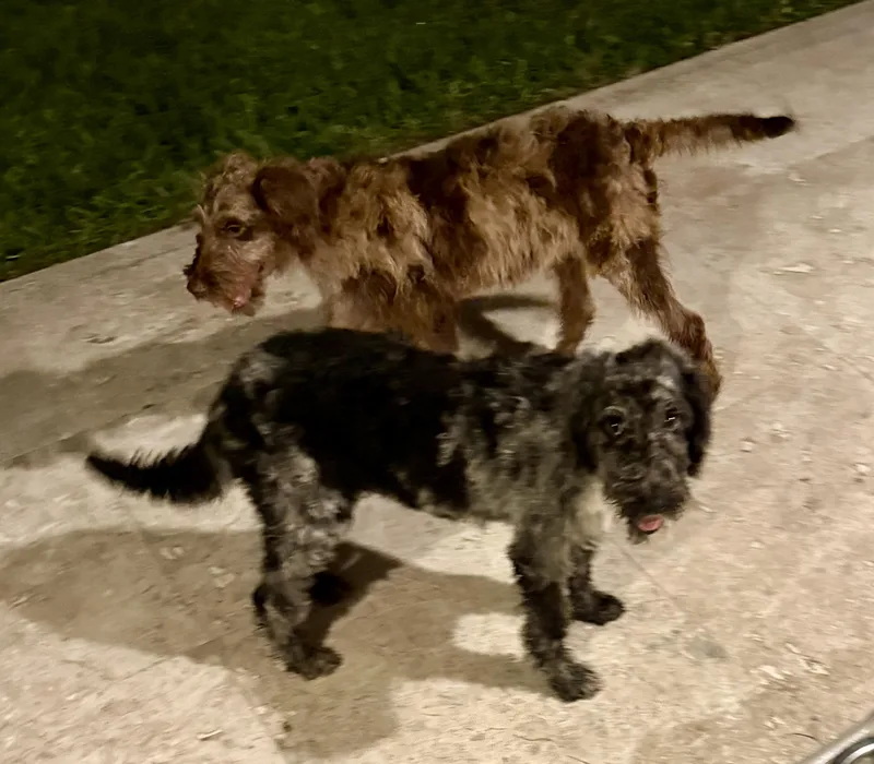 Hypoallergenic Labradoodle Puppy Girl thumbnail 5