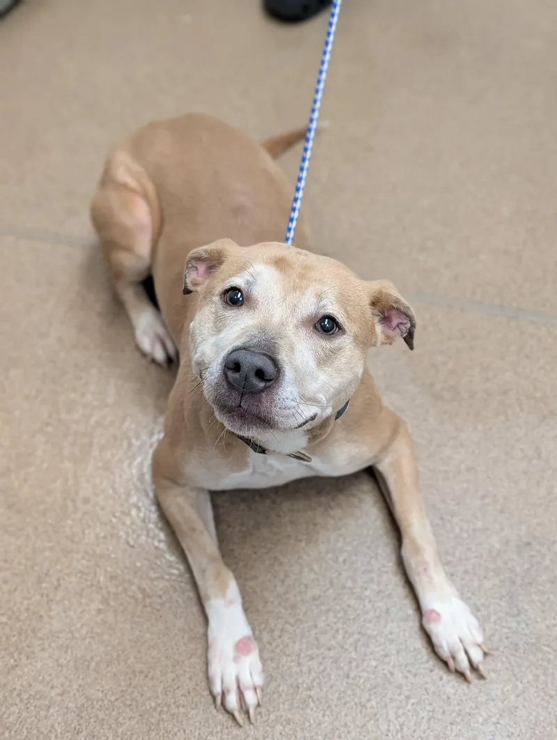 An adult medium-sized female Yellow / Tan / Blond / Fawn Terrier dog named Ginny Weasley for adoption in Chambersburg, PA