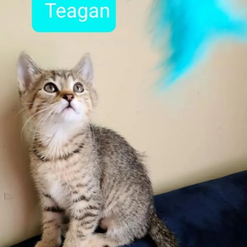 Teagan thumbnail 4
