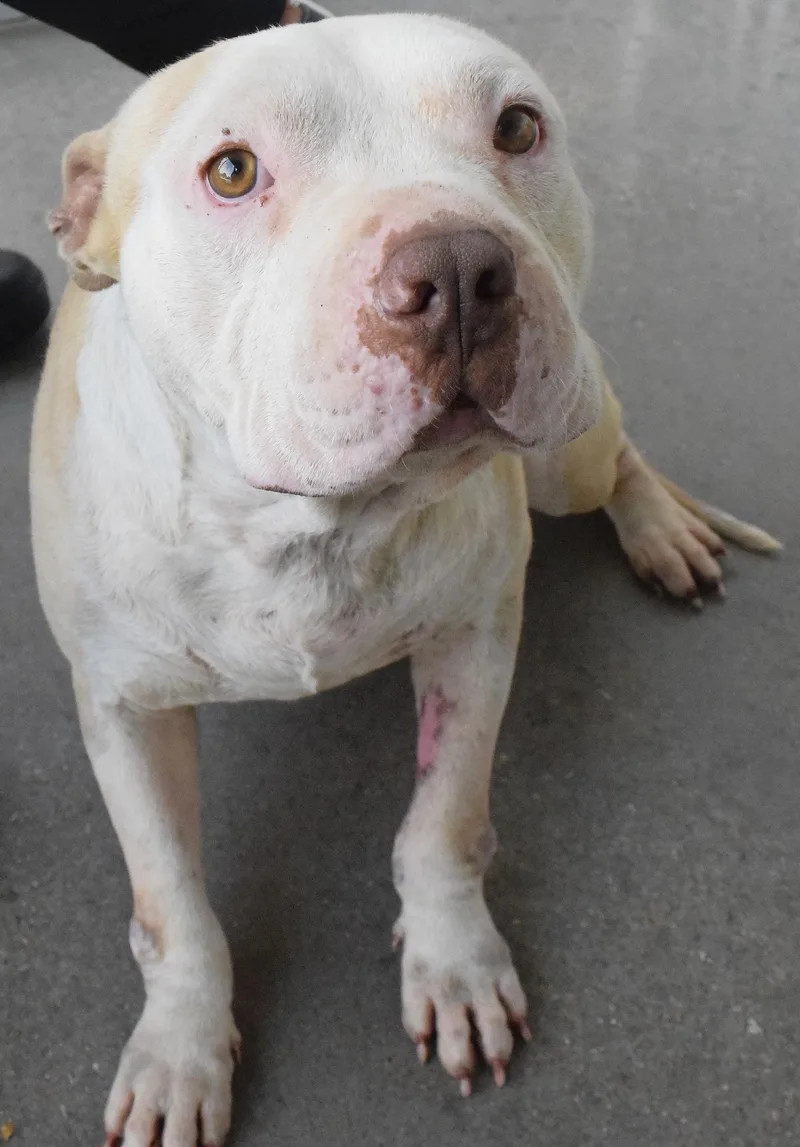 An adult medium-sized male Yellow / Tan / Blond / Fawn Pit Bull Terrier dog named 22505 for adoption in Broken Arrow, OK