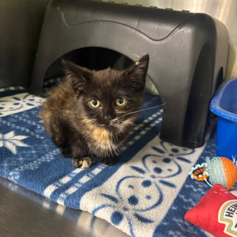 A baby small-sized female Brown / Chocolate Domestic Short Hair cat named Cara for adoption in Brookfield, MO