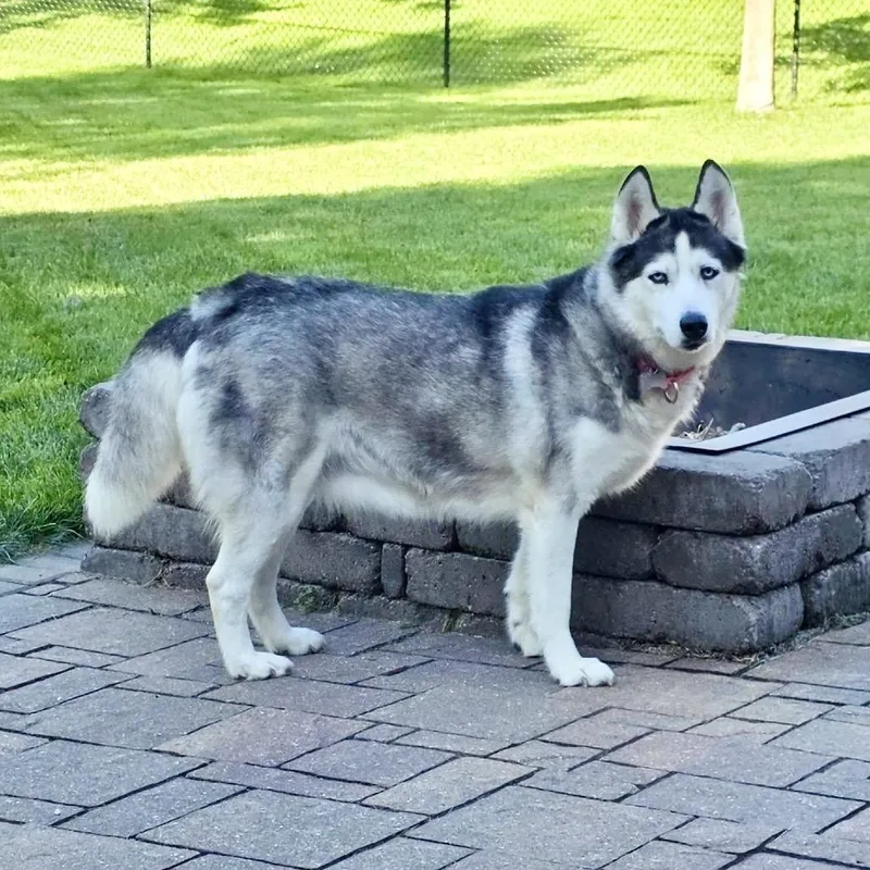 Shilo