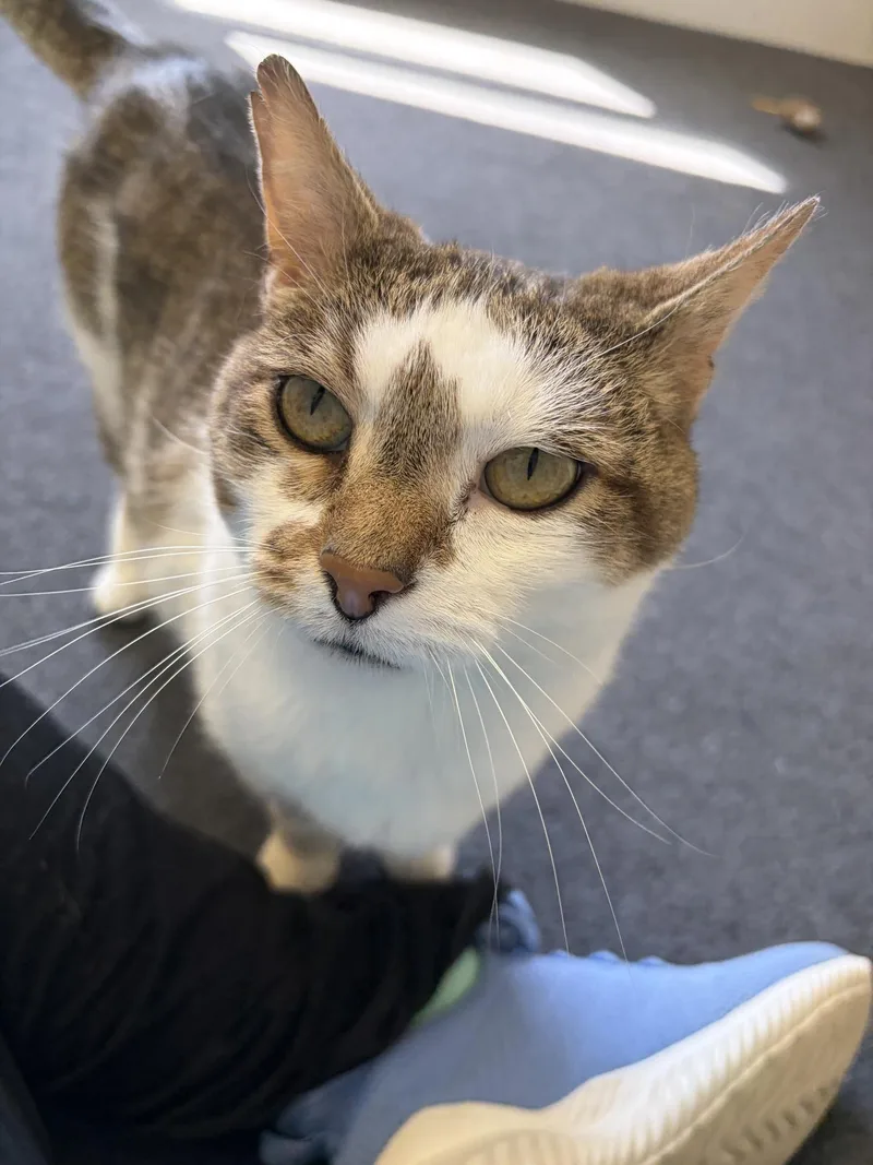 A young medium-sized male White Domestic Short Hair cat named Neo for adoption in Greensburg, PA