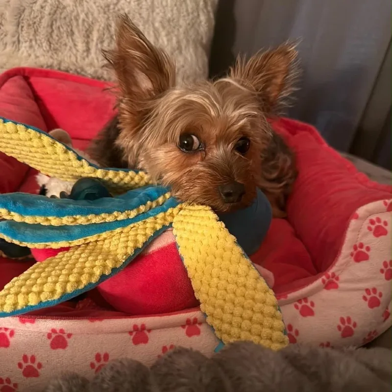 Bentley thumbnail 3