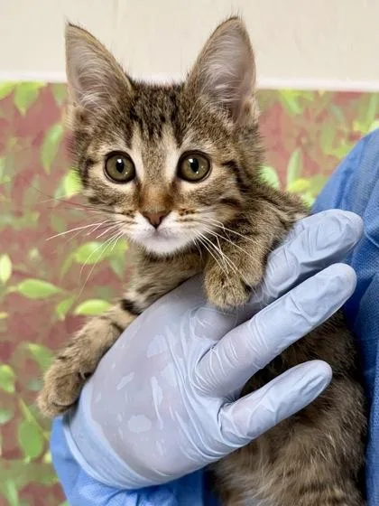 A young small-sized female Domestic Short Hair cat named Apple for adoption in San Antonio, TX