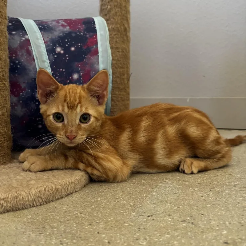 A baby small-sized female Orange / Red Domestic Short Hair cat named Dobby for adoption in Yucca Valley, CA