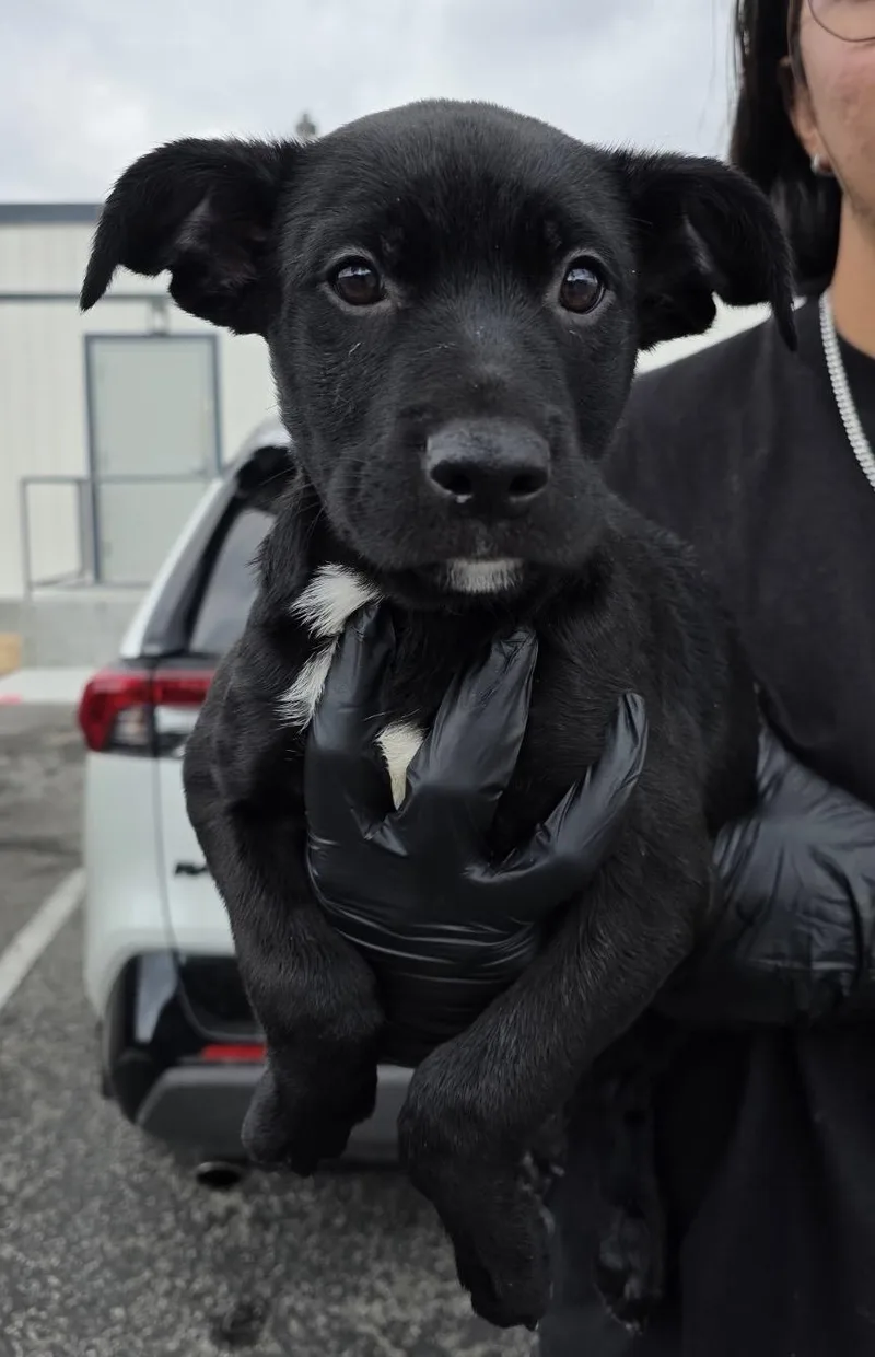 A baby medium-sized male Black Labrador Retriever dog named Earl for adoption in Tarzana, CA