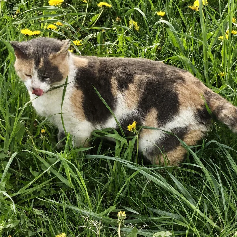 An adult small-sized female Calico Domestic Short Hair cat named Frรคulein for adoption in CHICAGO, IL