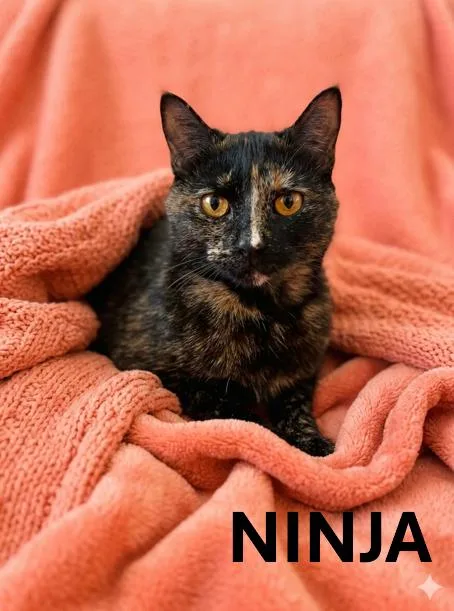 An adult medium-sized female Tortoiseshell cat named Ninja for adoption in Harrodsburg, KY