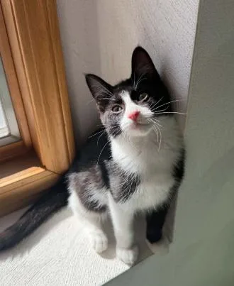 A baby medium-sized male Black & White / Tuxedo Domestic Short Hair cat named Woody for adoption in Battle Creek, MI