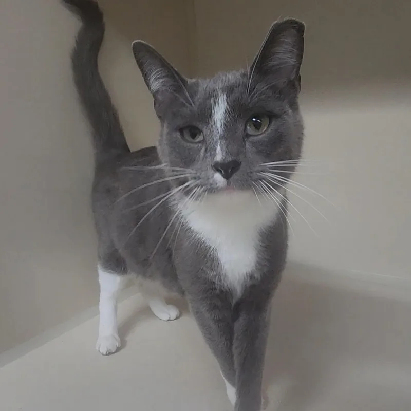 An adult medium-sized male Gray & White Domestic Short Hair cat named Simon for adoption in Tama, IA
