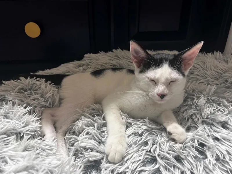 A baby small-sized male Black Domestic Short Hair cat named Tex Summerville for adoption in Chandler, AZ