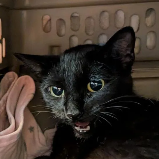 A young medium-sized female Black Domestic Short Hair cat named Clarice for adoption in Fairport, NY