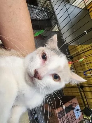 A baby small-sized female Domestic Short Hair cat named Zena $ for adoption in Seneca, SC