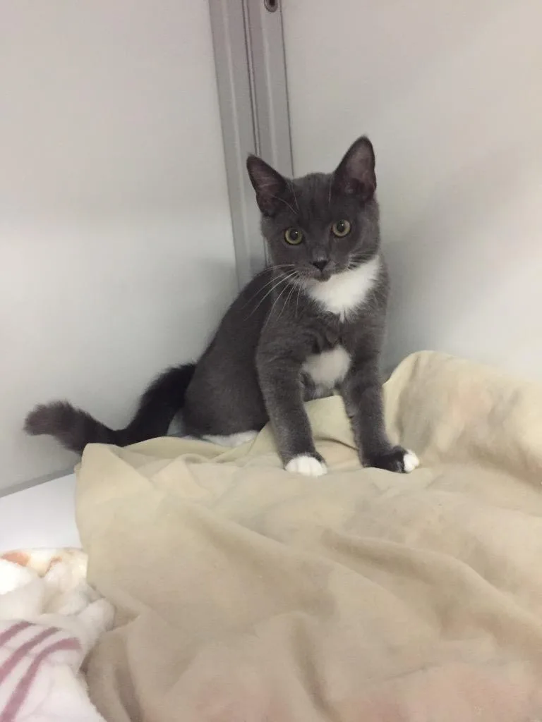 A baby medium-sized male Domestic Short Hair cat named Gravity for adoption in Peoria, AZ