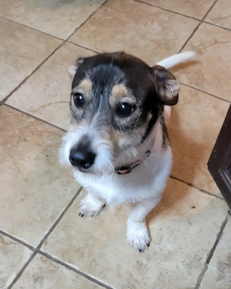 An adult medium-sized male Tricolor (Brown, Black, & White) Jack Russell Terrier dog named Rocky for adoption in Van Alstyne, TX
