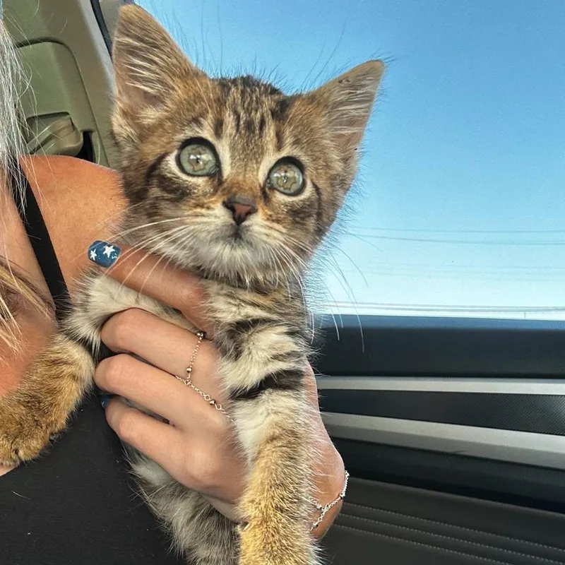 A baby medium-sized female Tabby (Brown / Chocolate) Domestic Short Hair cat named Siren for adoption in LEETONIA, OH
