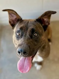 An adult medium-sized female Brindle Pit Bull Terrier dog named Lazy Ella A for adoption in Sherman, TX