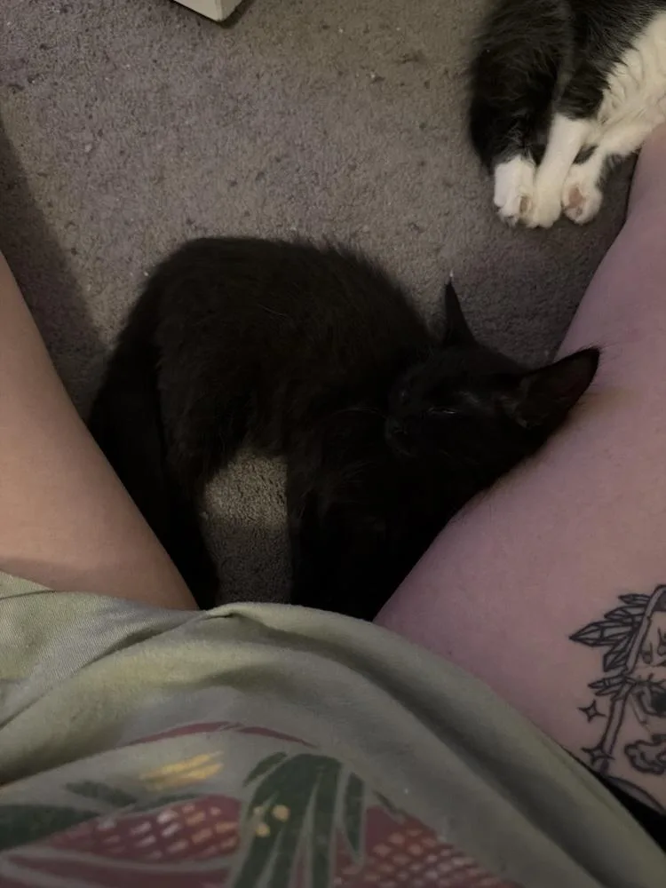 A baby small-sized male Domestic Medium Hair cat named Clank for adoption in Dallas, TX