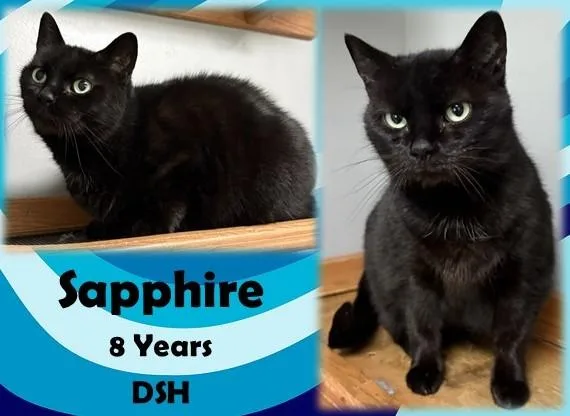 An adult medium-sized female Black Domestic Short Hair cat named Sapphire for adoption in Franklin, IN