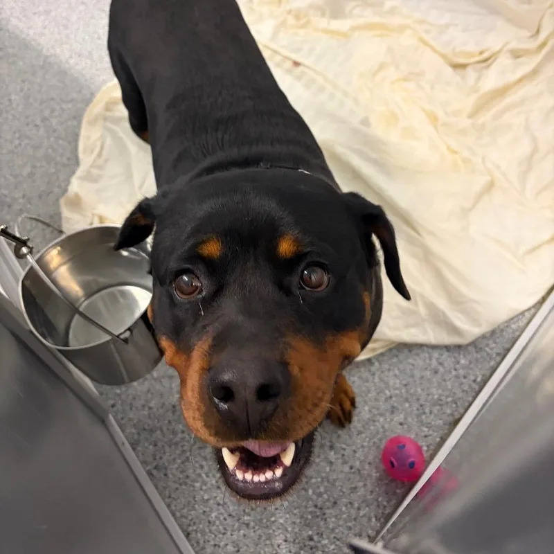 An adult extra large-sized female Black Mixed Breed dog named Judith for adoption in Mentor, OH