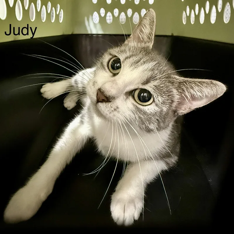 An adult medium-sized female Gray & White Domestic Short Hair cat named Judy for adoption in SNOW HILL, NC