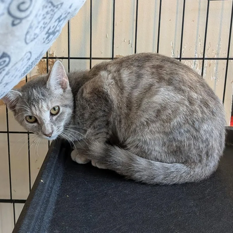 A baby small-sized female Gray / Blue / Silver Domestic Short Hair cat named Sylvie for adoption in Huntington, WV