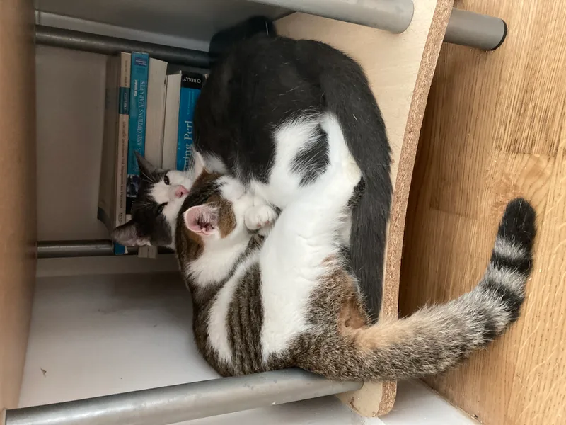 A young medium-sized male Gray & White Domestic Short Hair cat named Alexie for adoption in Long Island City, NY