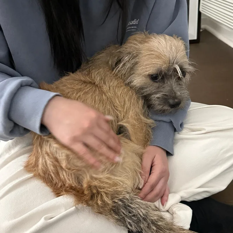 A young small-sized male Brown / Chocolate Terrier dog named Jack for adoption in Brooklyn, NY