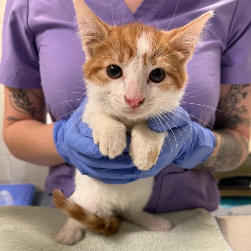 A baby small-sized male White Domestic Short Hair cat named Musical Chairs for adoption in Charlottesville, VA