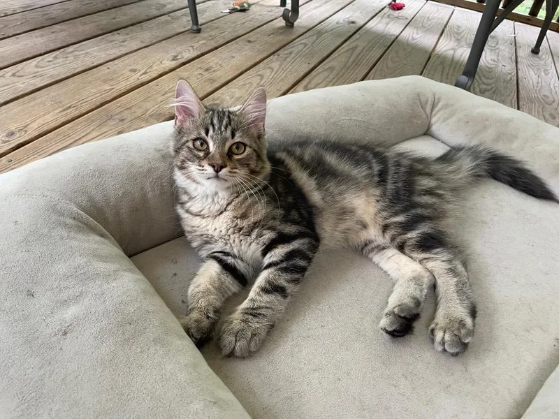 A baby small-sized male Domestic Short Hair cat named Elvis for adoption in Fort Oglethorpe, GA