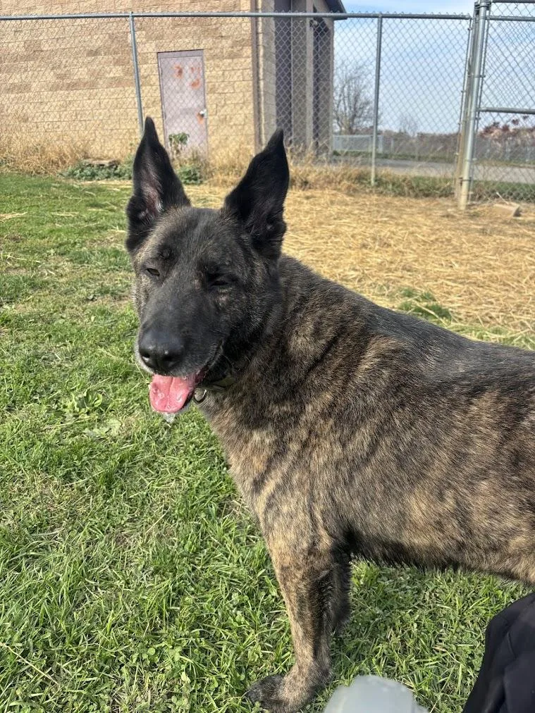 An adult large-sized male Brindle Dutch Shepherd dog named Gunner for adoption in Lisbon, OH