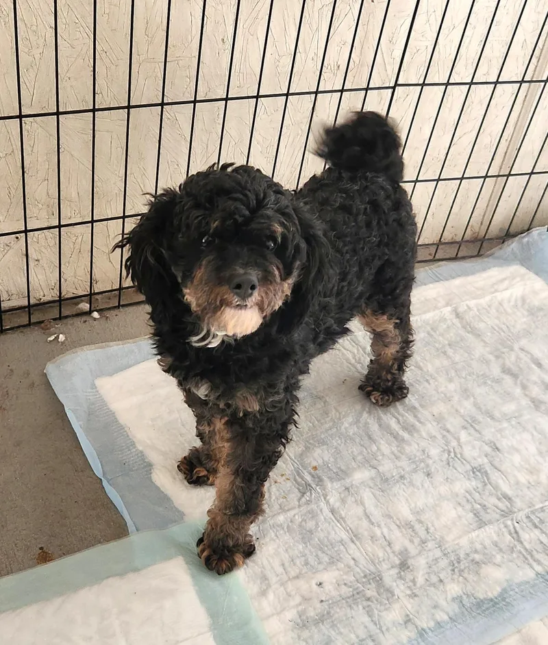 A young small-sized female Black Bernedoodle dog named Gypsy for adoption in Liberty Center, OH