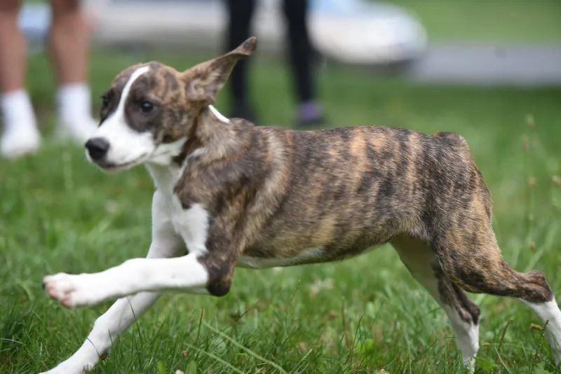 A baby medium-sized female Plott Hound dog named Penelope for adoption in Mechanicsburg, PA