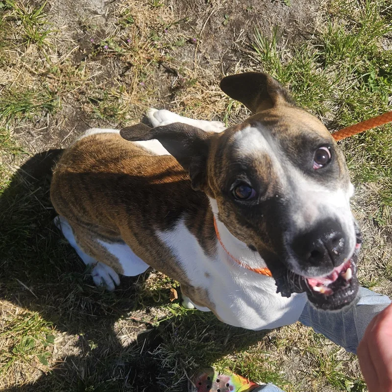 An adult medium-sized female White / Cream Boxer dog named Dezy for adoption in The Dalles, OR