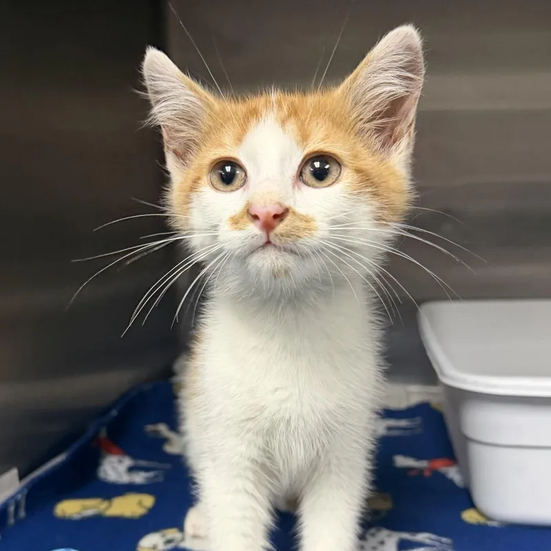 A baby medium-sized male Orange / Red Domestic Short Hair cat named Porch Pirate for adoption in Falls Church, VA