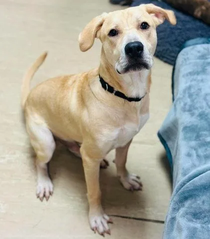A baby large-sized male Mixed Breed dog named Gus for adoption in West Chester, PA