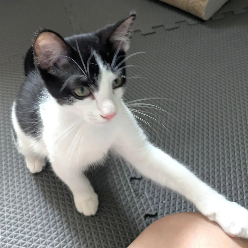 A baby medium-sized male Black & White / Tuxedo Domestic Short Hair cat named Domino for adoption in Shawnee, KS