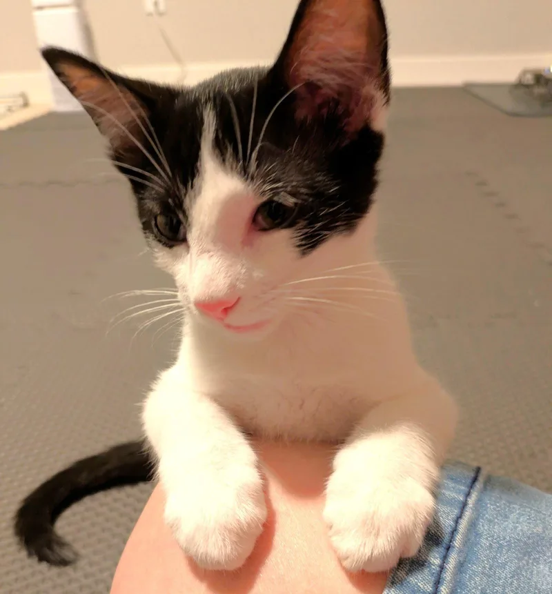 Domino thumbnail 3