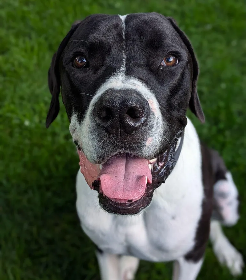 An adult extra large-sized male Great Dane dog named Murphy for adoption in Detroit, MI