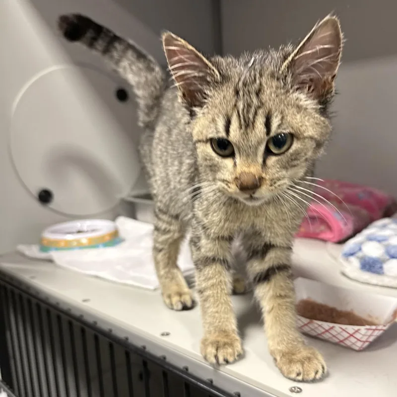 A young small-sized male Black Domestic Short Hair cat named Trinket for adoption in Bismarck, ND