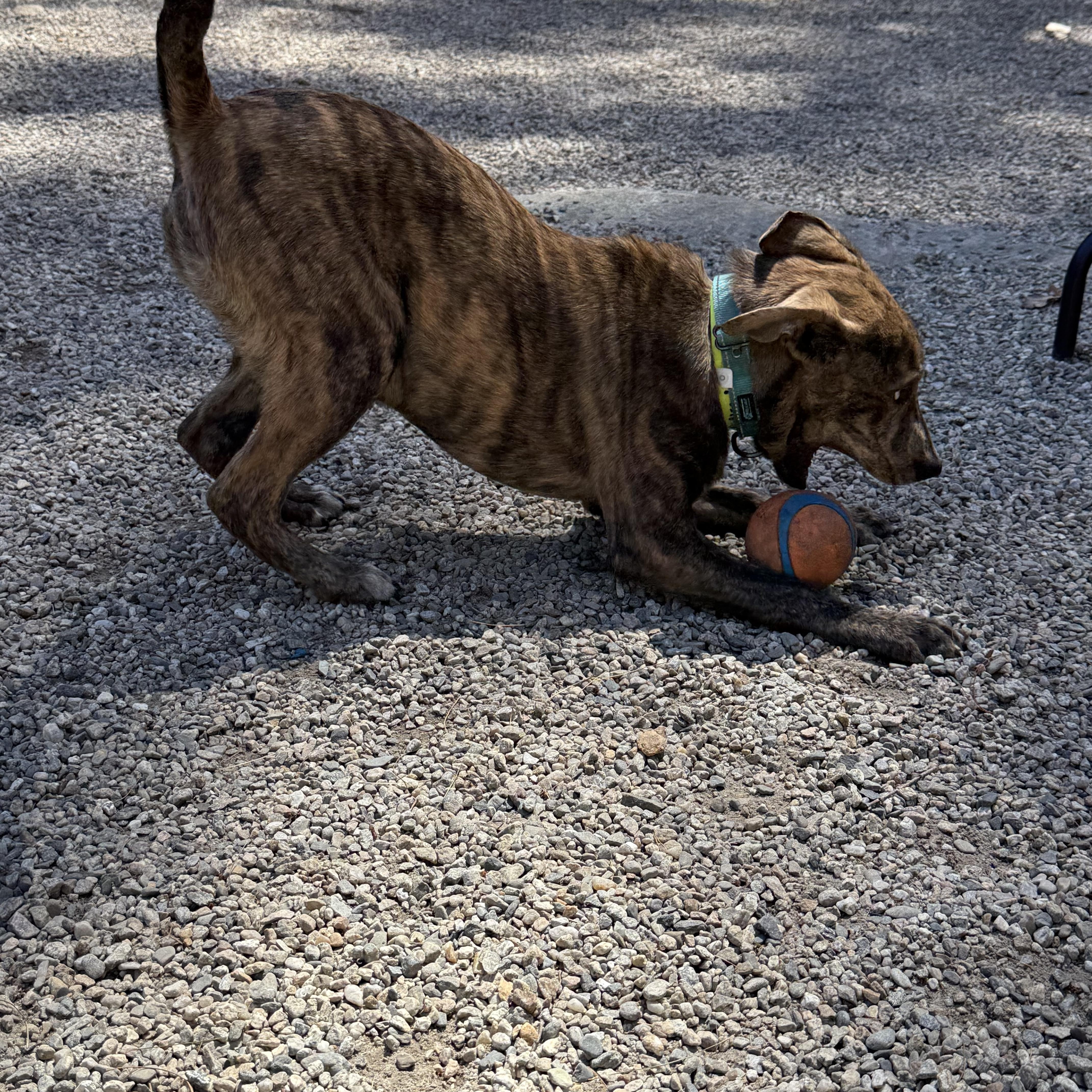 A baby medium-sized male Brindle Shepherd dog named Drake for adoption in Douglas, MA