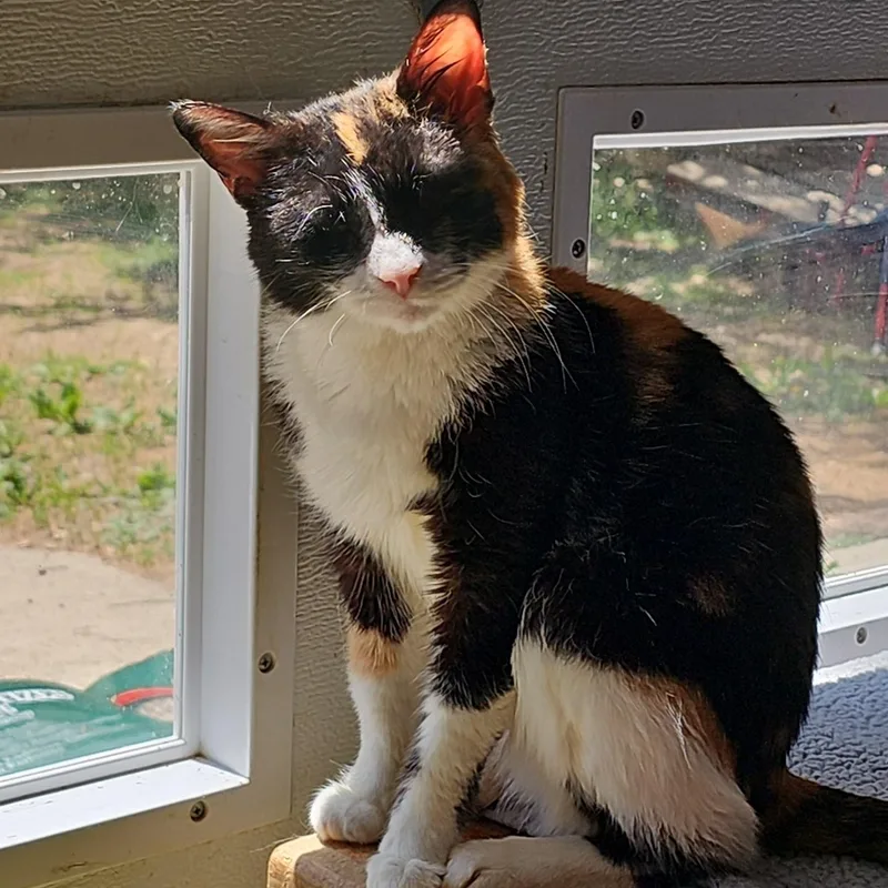 An adult medium-sized female Calico Domestic Short Hair cat named Mirabel for adoption in Pardeeville, WI