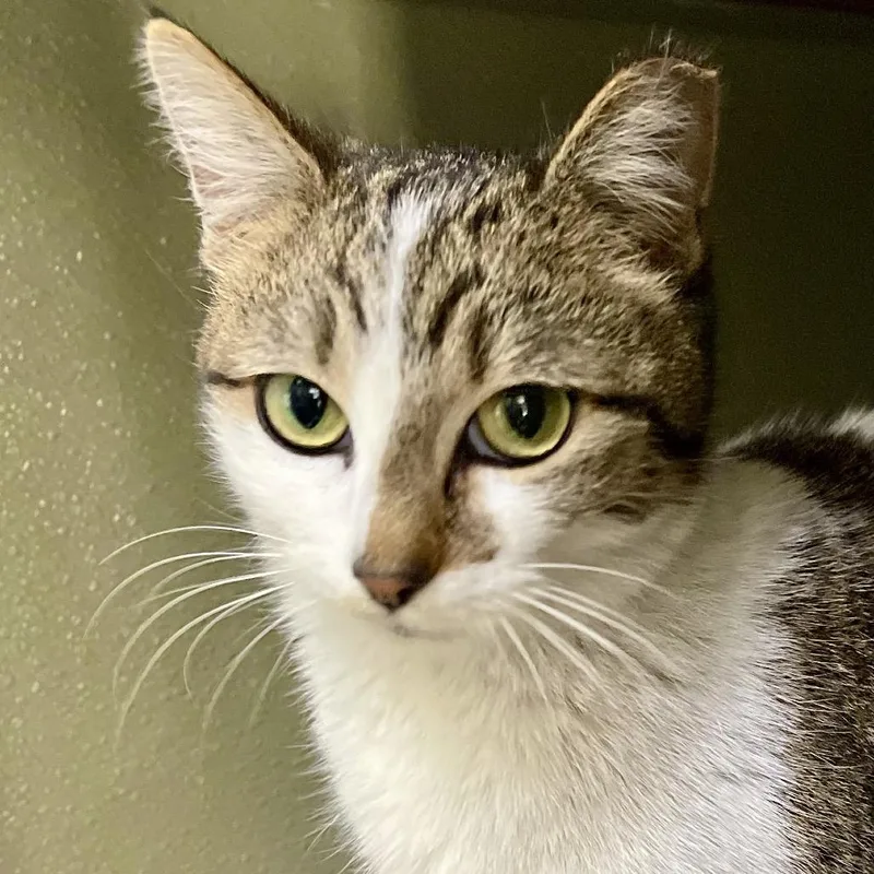 An adult medium-sized female Brown / Chocolate Domestic Short Hair cat named Siren for adoption in Deerfield, IL