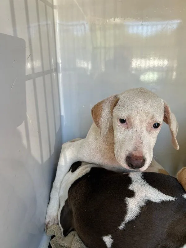 An adult medium-sized female White / Cream Pit Bull Terrier dog named Ellie for adoption in Mobile, AL