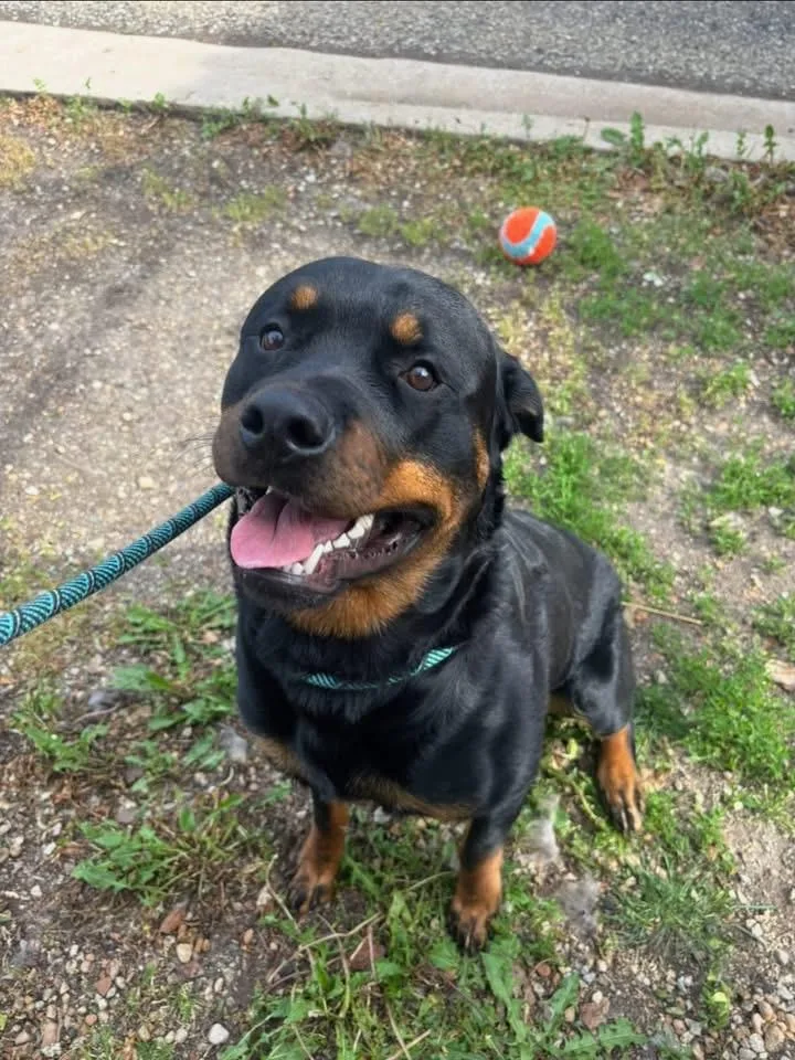 A young extra large-sized male Rottweiler dog named Buerhle for adoption in Oswego, IL
