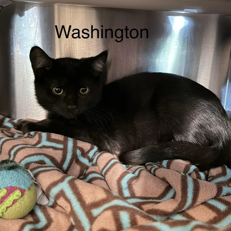 A baby small-sized male Black Domestic Short Hair cat named Washington for adoption in Knoxville, TN
